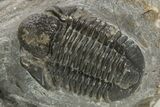 Detailed Proetid (Gerastos) Trilobite Fossil - Morocco #323183-1